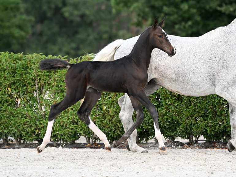 𝗖𝗜𝗔𝗢 𝗕𝗘𝗟𝗟𝗔 𝟮𝟬𝟬𝟬 𝗭 (Cornet Obolensky x Echo van 't Spieveld)