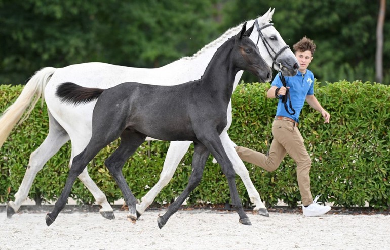 𝗖𝗢𝗥𝗗𝗘𝗡𝗧𝗢 𝟮𝟬𝟬𝟬 𝗭 (Cornet Obolensky x Diamant De Semilly) 