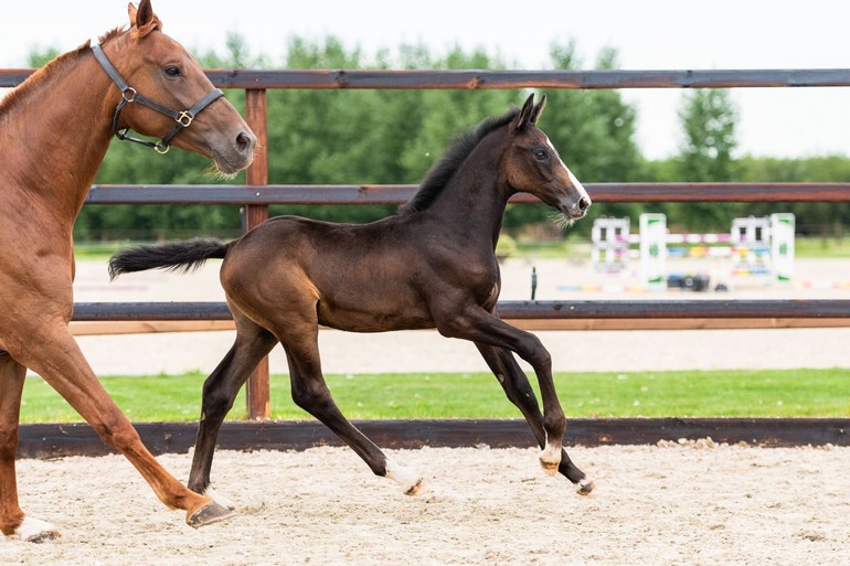 Cento van Mierd WM Z (Dobel’s Cento x Guidam)