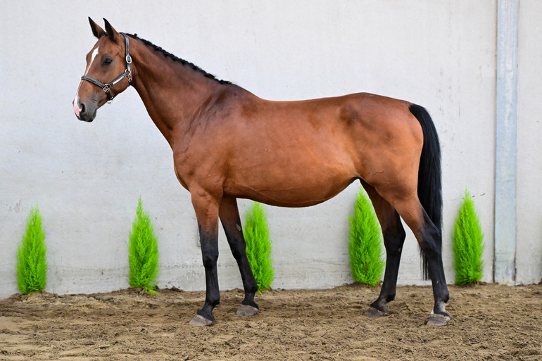 𝐅𝐀𝐓𝐈𝐌𝐀 𝐕/𝐃 𝐃𝐎𝐍𝐊𝐇𝐎𝐄𝐕𝐄 (Calato Z x Canaletto) 