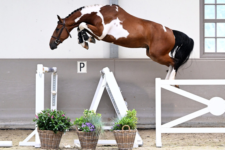 4-year-old Mariano Sitte (Fidelgo du Houssout)