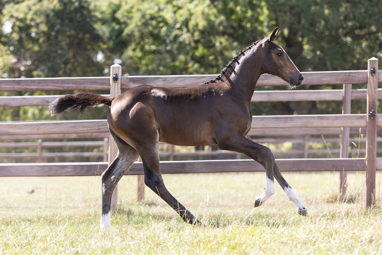 Equestrian-Auctions