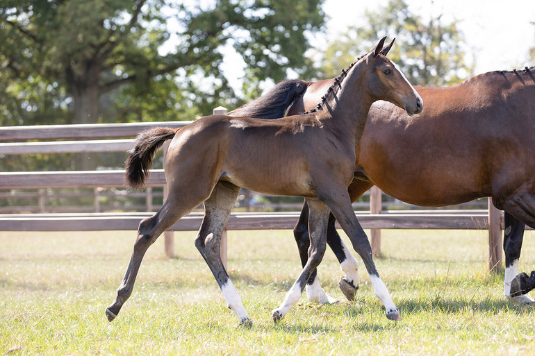 Equestrian Auctions