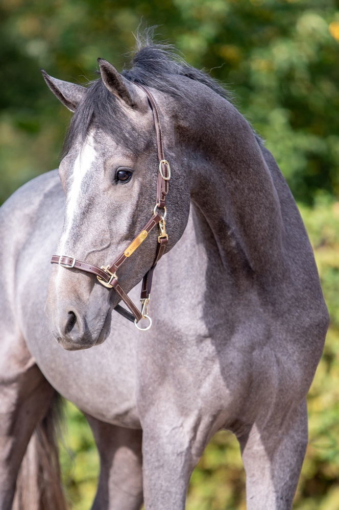 Photo © Dutch Horse Trading.