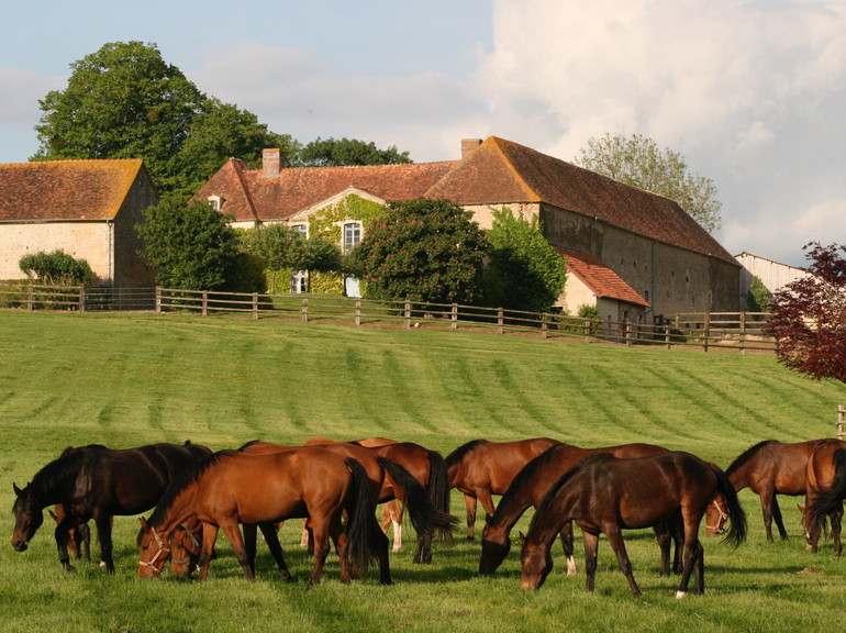HARAS DE BRULLEMAIL