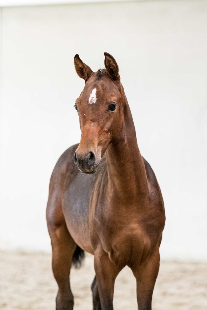 Sprengur (Levi VDL x Etoulon)