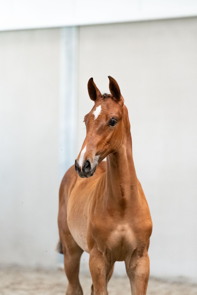 Svensson (Harley x Cardento)