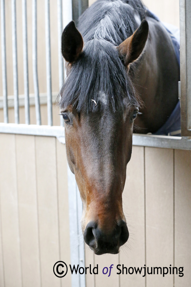 A four year old by Diamant de Semilly.