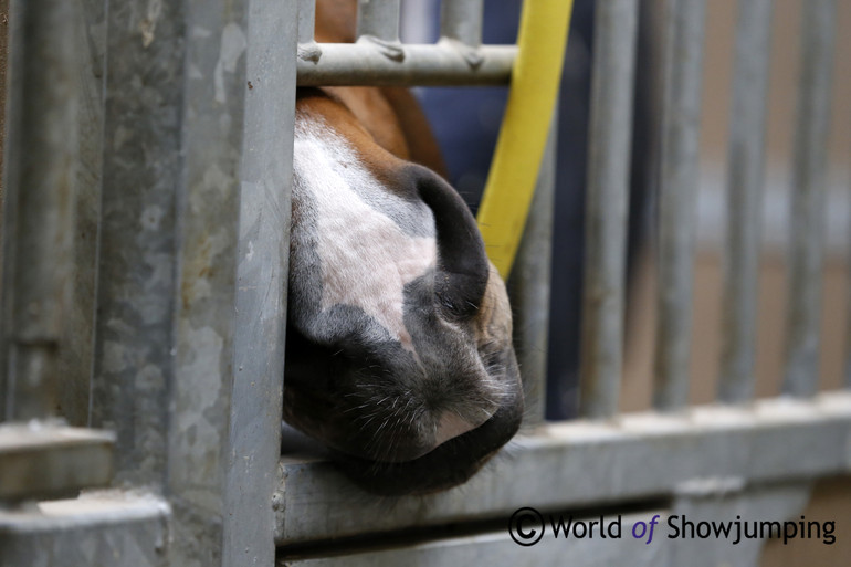 A curious muzzle.