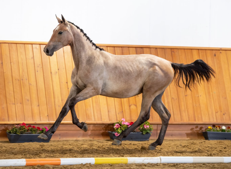 LOT 9 - Chacco-Blue x VDL Groep Eureka (Eureka van 't Roosakker)