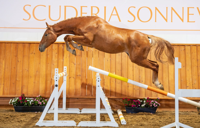 LOT 15 - Scuderia 1918 Tobago Z x Evita van't Zoggehof
