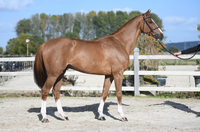 Conbalto PS (CONTHARGOS x BALOUBET DU ROUET) 