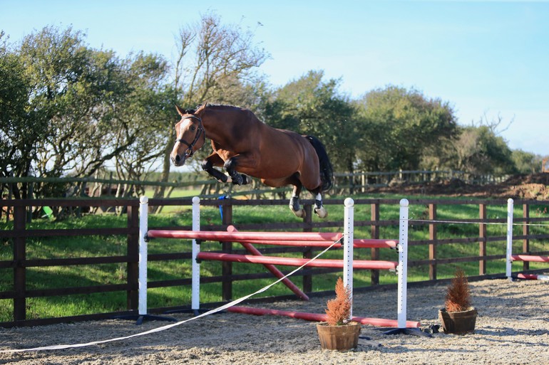 Dutch Horse Trading