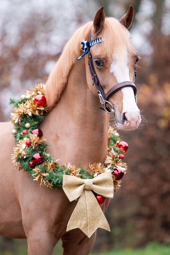 Dutch Horse Trading