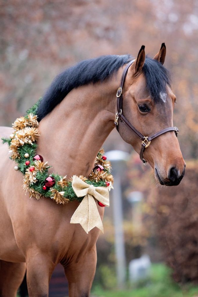 Dutch Horse Trading