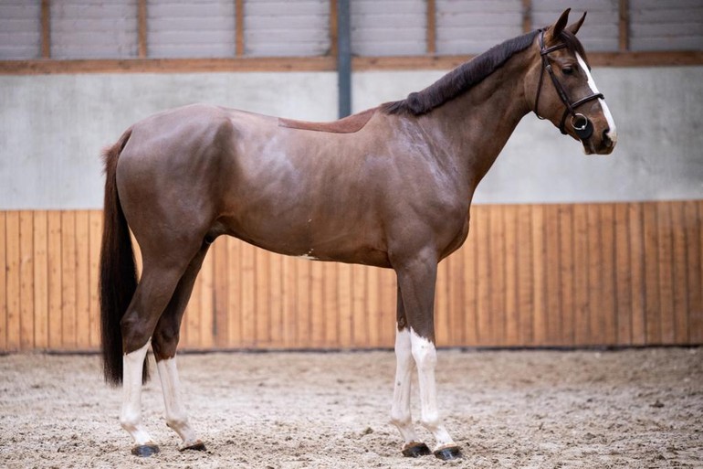 Photo © Dutch Horse Trading 