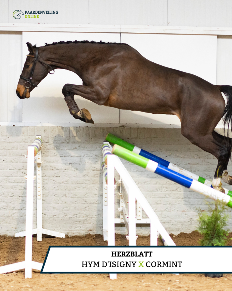 Hym d'Isigny x Cormint | Herzblatt