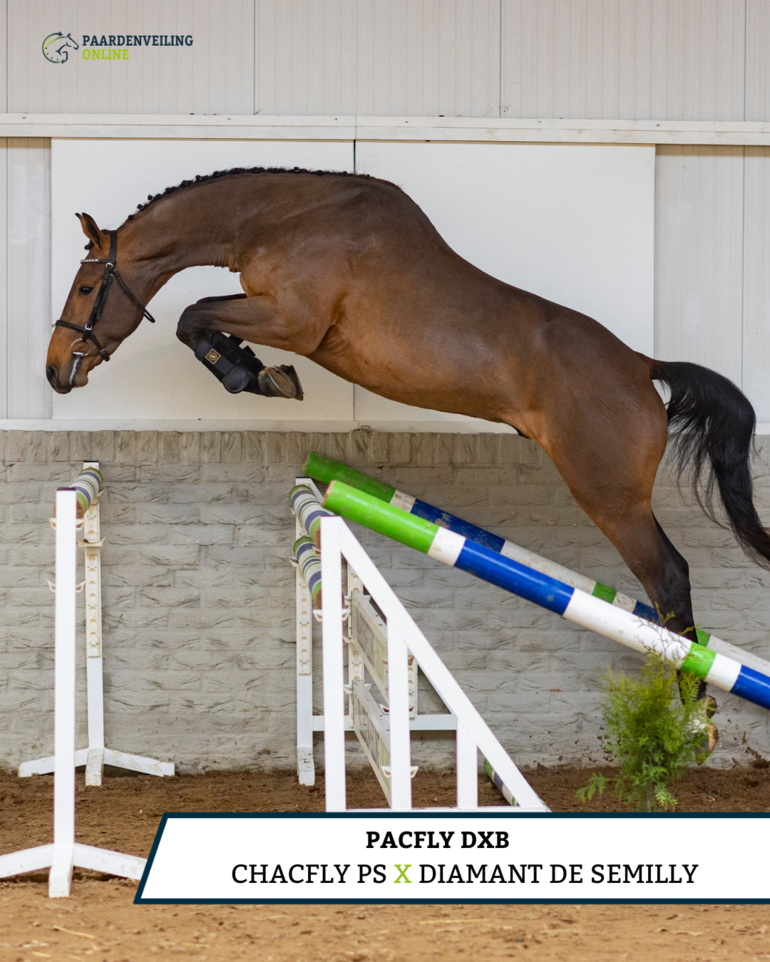Chacfly PS x Diamant de Semilly | Pacfly DXB