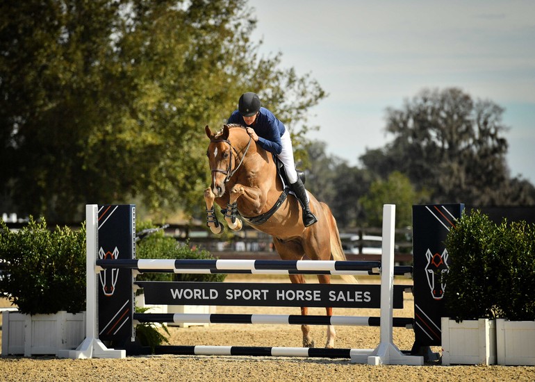 Photo © World Sport Horse Auction 