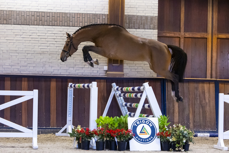 Ohufonia (Diamant de Semilly x Cantos)