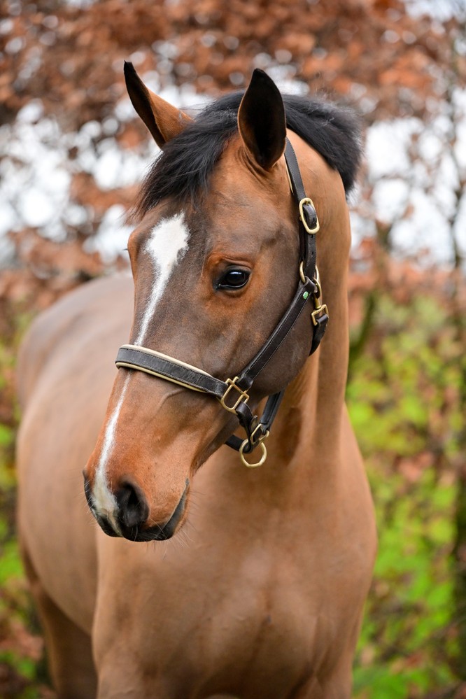 Photo © Dutch Horse Trading