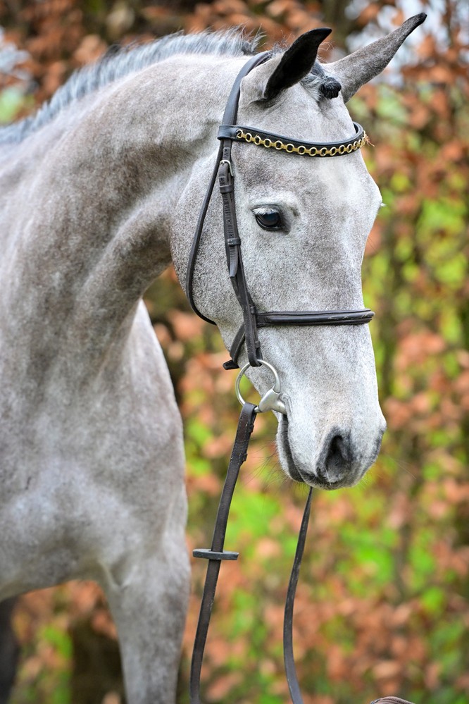 Photo © Dutch Horse Trading