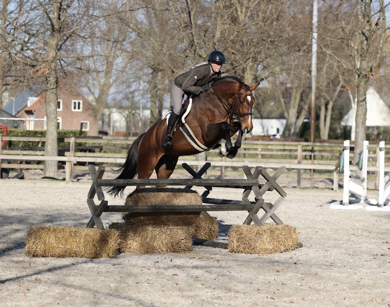 Photo © Dutch Horse Trading