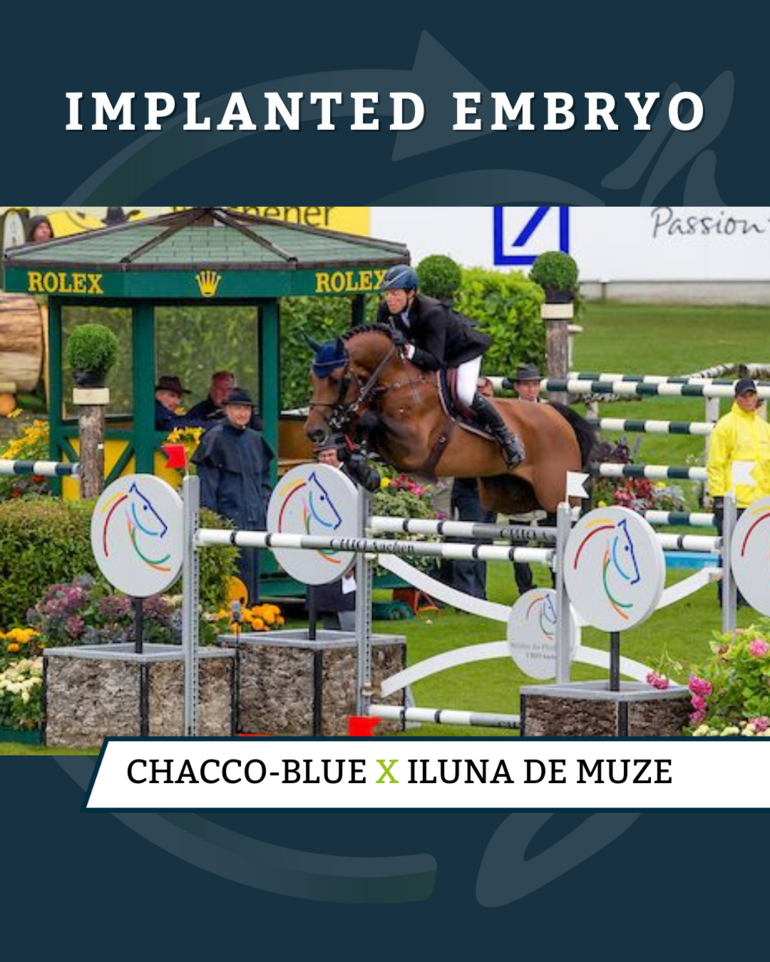 Implanted Embryo - Chacco-Blue x Iluna de Muze