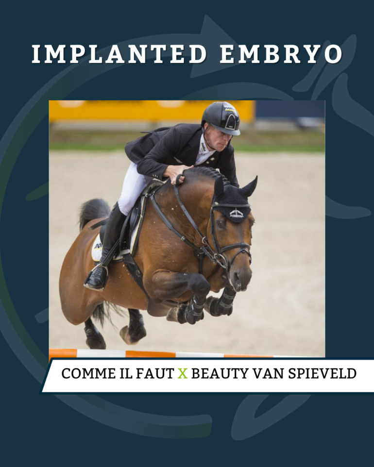Implanted Embryo - Comme il Faut x Beauty van Spieveld