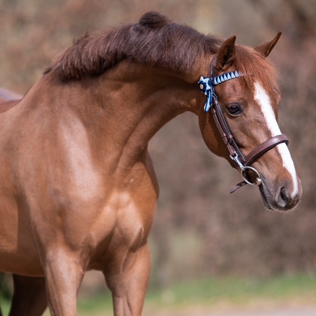 Dutch Horse Trading