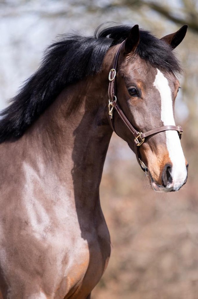 Dutch Horse Trading