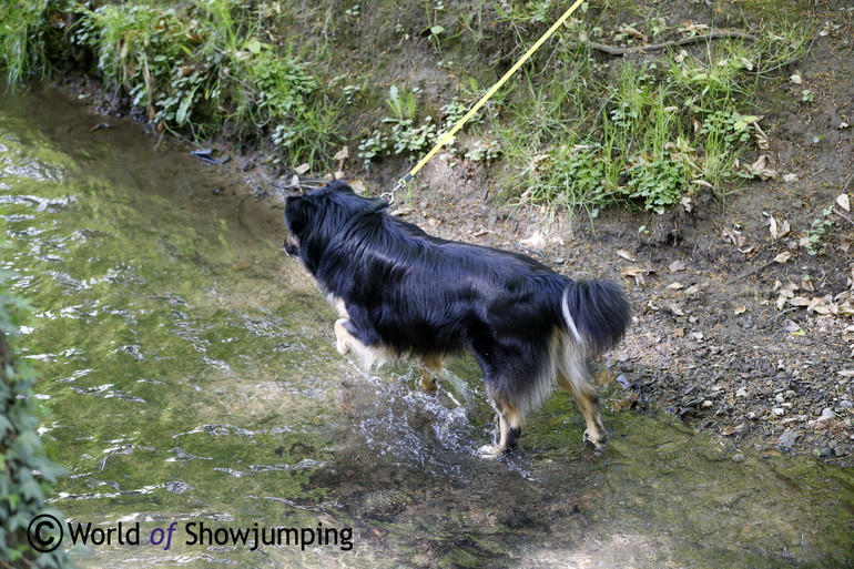 Several dogs enjoyed the water running through the park. 