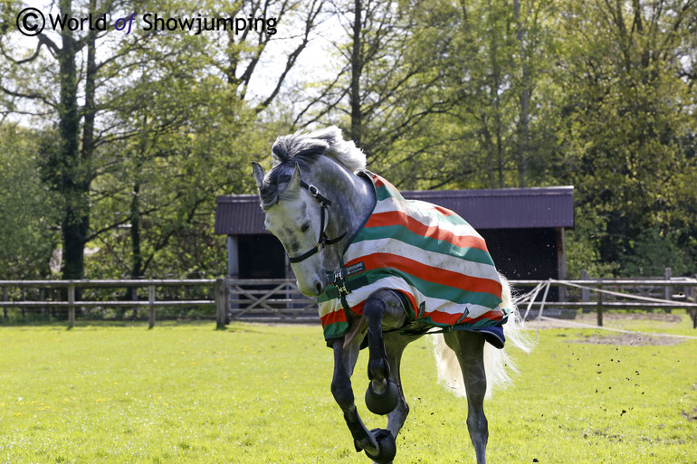 Happy horses!