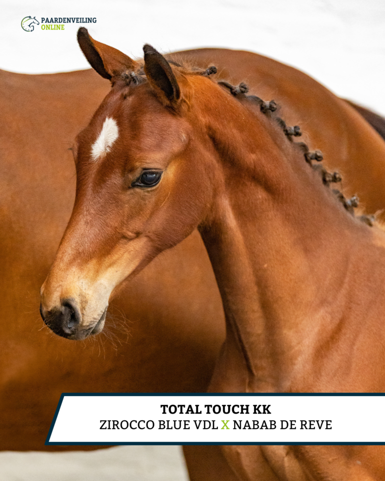 Total Touch KK - Zirocco Blue VDL x Nabab de Reve