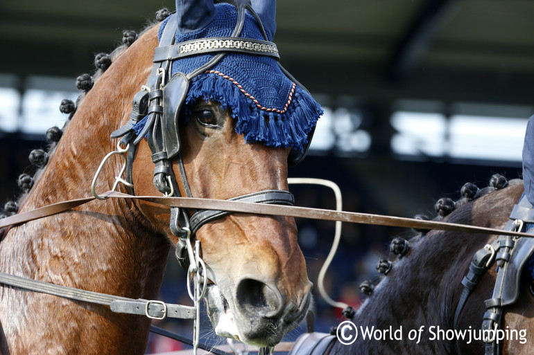 Georg von Stein's horses couldn't see very much. 