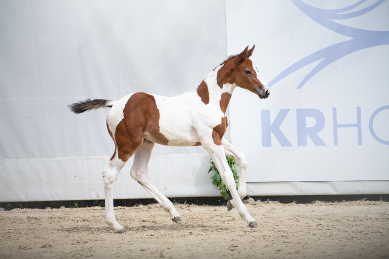 KR Auction