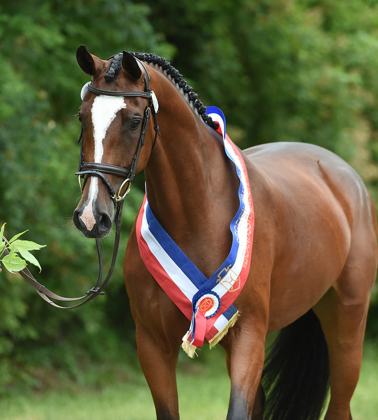 Champion mare 2014 by Calido I - Carthago.