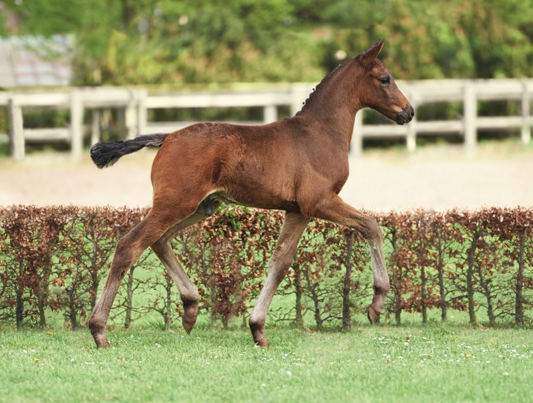 No 2 colt by Adagio de Talma - Clinton I