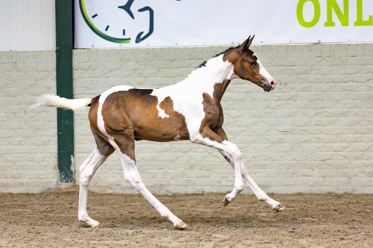 Paardenveilingonline