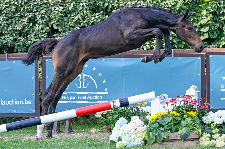 Belgian Foal Auction