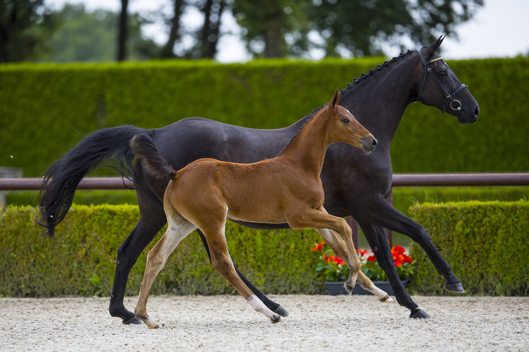 Elroy Field Z, v. Emerald van ’t Ruytershof