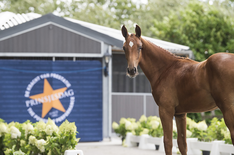 Foal Auction Prinsjesdag