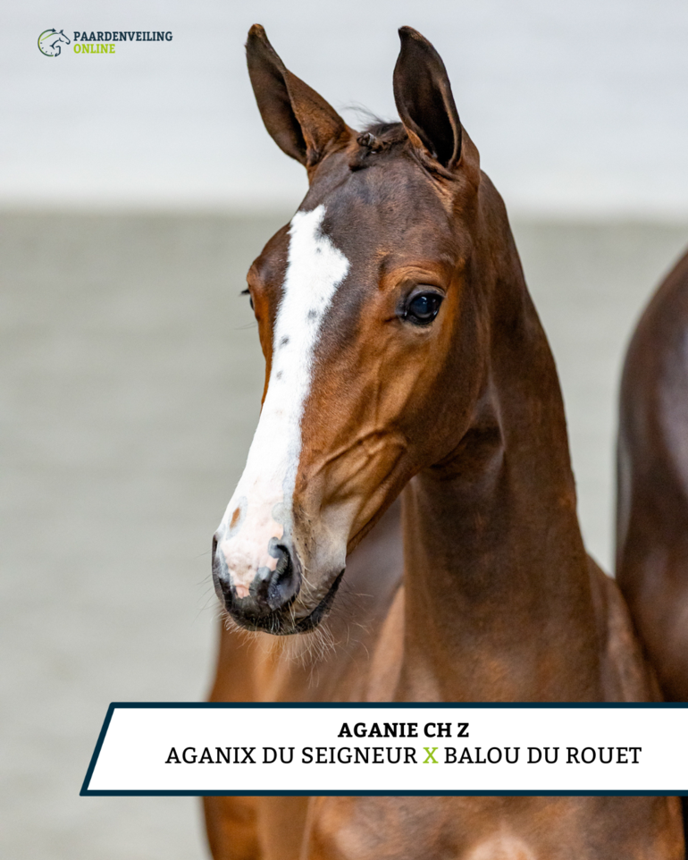 Aganie CH Z - Aganix du Seigneur x Balou du Rouet