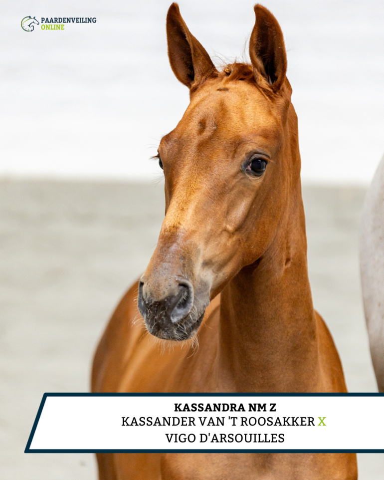 Kassandra NM Z - Kassander van 't Roosakker x Vigo d'Arsouilles