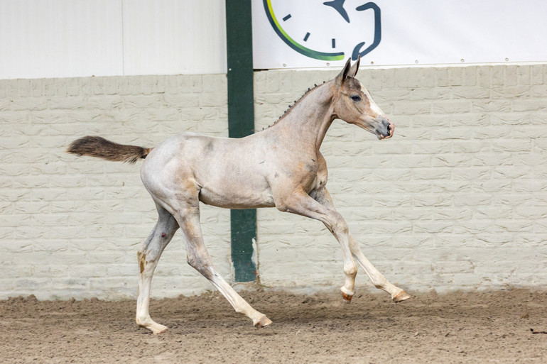 Rhea F - Zirocco Blue VDL x Diarado