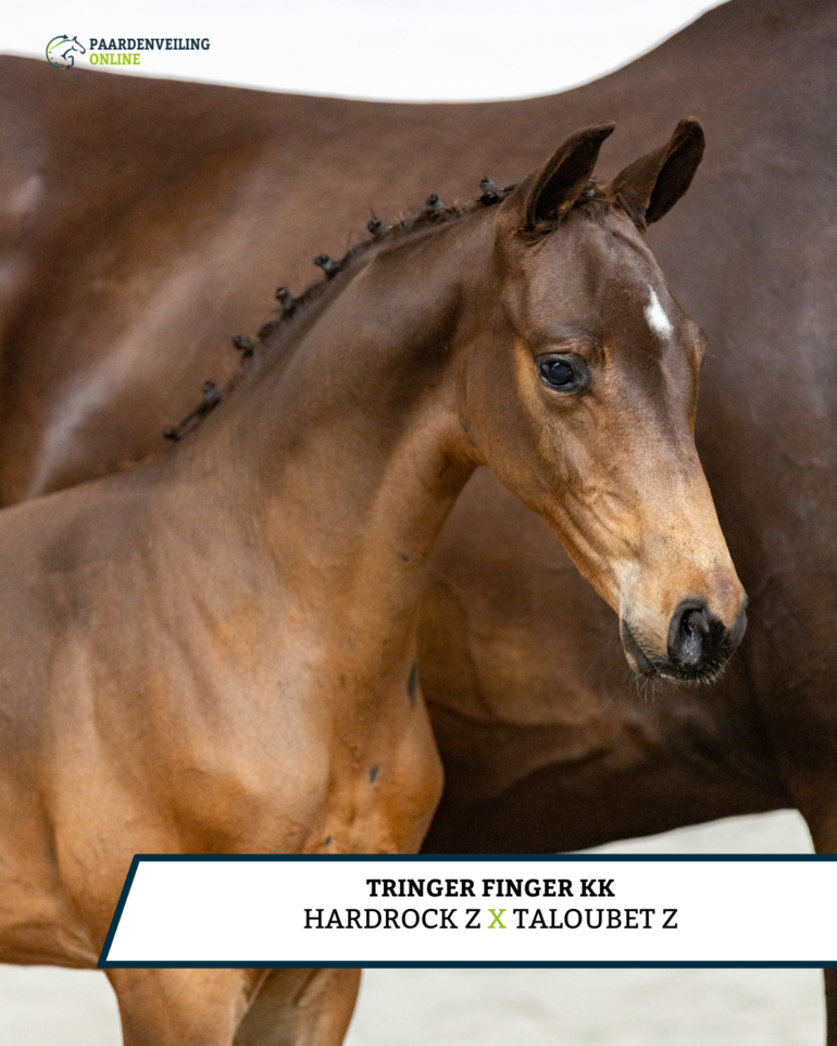 Tringer Finger KK - Hardrock Z x Taloubet Z