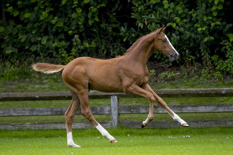 Colt by Bacardi out of Lintea Tequila