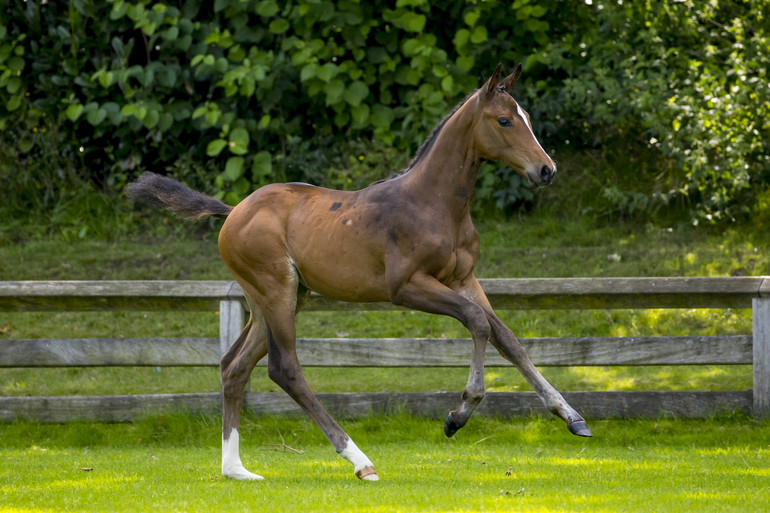 Filly by Chacco Blue out of Zantana Z