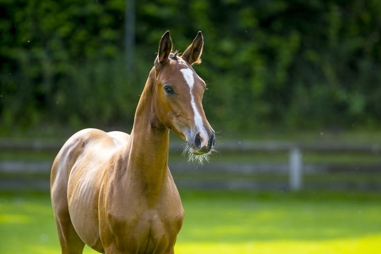 Filly by Comme Il Faut out of Fair Light van't Heike