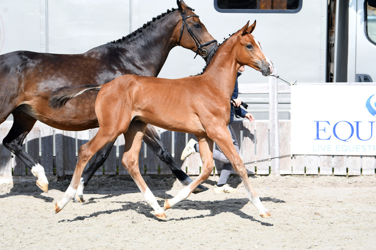 CLIMAX VAN HET GOUDEN BIT Z